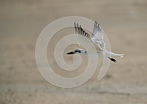 Gull-billed tern flying at Busaiteen coast of Bahrain