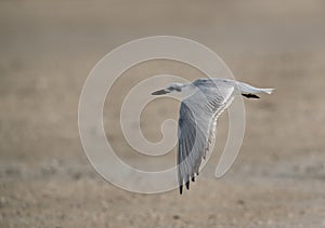 Gull-billed tern flying at Busiateen coast of Bahrain