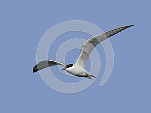 Gull-billed tern Gelochelidon nilotica