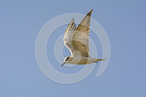 Gull Billed Tern or the Gelochelidon nilotica on blue sky background