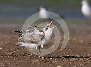 Gull-billed tern