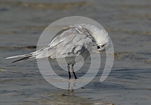 Gull-billed tern preening at Busaieen coast, Bahrain