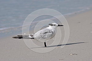 Gull-billed Tern