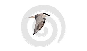 Gull-billed tern, Sterna nilotica