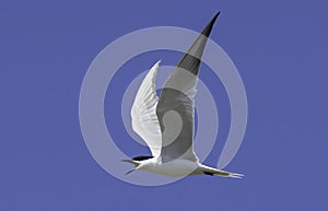 Gull-billed Tern - Sterna zampenere Gelochelidon nilotica photo