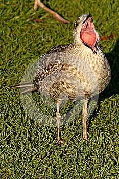 Gull bird beak wide open standing on grass