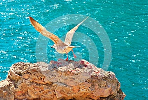 Gull Bird flying from rocky cliff outdoor with blue Sea on background