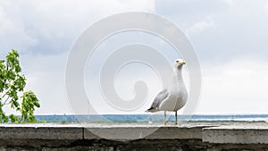 Gull bird postcard image picture