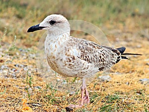 Gull Bird standing on grass outdoor close-up wild nature