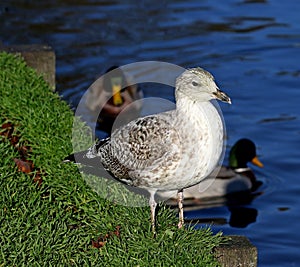 Gull bird standing on grass beside water