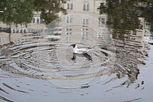 A gull bird swims in a city pond. Reflection of multi-storey buildings in the mirror of the lake and waves of water from a floatin