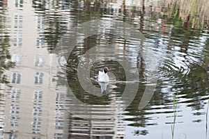 A gull bird swims in a city pond. Reflection of multi-storey buildings in the mirror of the lake and waves of water from a floatin