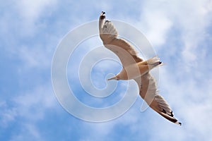 The gull in blue sky
