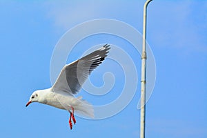 Gull brid frying with blue sky