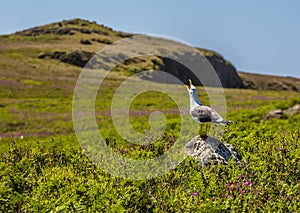 A gull calls to his flock from a rocky viewpoint on Skomer Island breeding ground for Atlantic Puffins