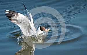 Gull catches a small fish