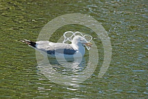 Gull Caught In Plastic Pollution