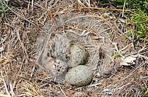 Gull chick