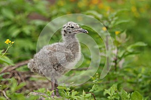 Gull chick.