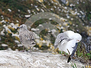 Gull chicks on Cies Islands in Atlantic, Spain