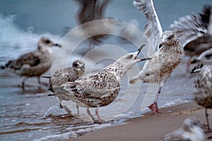 Gull chicks fighting and chirping on the sands at the coast