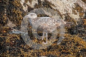 Gull and clam shell on shoreline of Fort Phoenix State Reservation, Fairhaven, Massachusetts