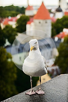 Gull close up portrait on Tallin city background