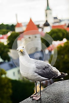 Gull close up portrait on Tallin city background