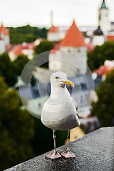 Gull close up portrait on Tallin city background