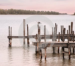 Gull And Dock