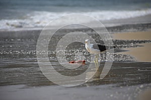 Gull eating fish on the beach of JurerÃª Internacional FlorianÃ³polis