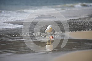 Gull eating fish on the beach of JurerÃª Internacional FlorianÃ³polis