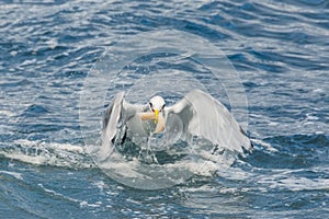 Gull eating piece of fish while flying