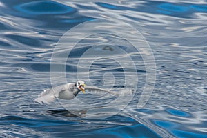 Gull eating piece of fish while flying