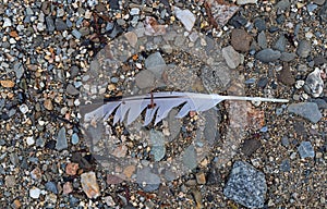 Gull feather on a gravel beach