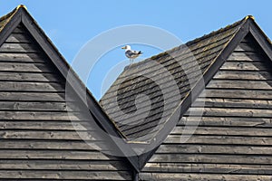 Gull on the Fishermans Huts in Whitstable, Kent