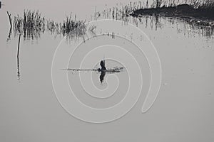 Gull fishing in the Bohai Sea