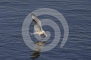 Gull fishing at the Conowingo Dam