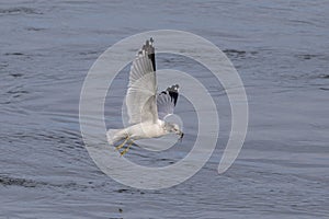 Gull fishing at the Conowingo Dam