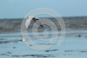 GULL FLAPPING OVER THE BEACH