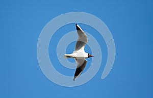 Gull flies against a blue sky