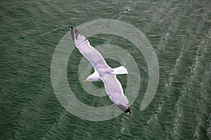 A gull flies below over the green water