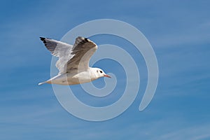 gull flies over the sea with blue sky