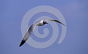 Gull in flight