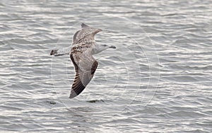 Gull in flight