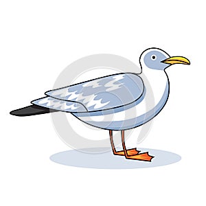 Gull flight bird and seabird gull. Ð¡artoon looking gull. Sea gull, on white background. Herring Gull for your journal