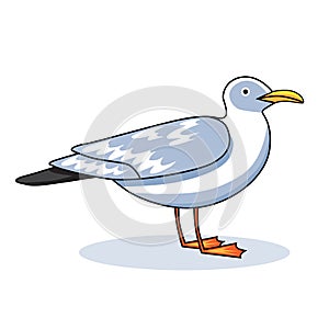 Gull flight bird and seabird gull. ÃÂ¡artoon looking gull. Sea gull, on white background. Herring Gull for your journal photo