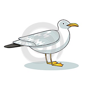 Gull. Flight bird and seabird gull. Cartoon illustration.