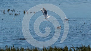 Gull in flight at nature reserve lake