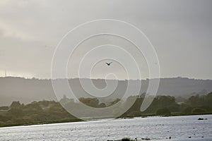 Gull in flight over lake